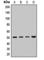 IFRD1 Rabbit Polyclonal Antibody