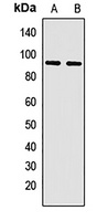 PCDHA13 Rabbit Polyclonal Antibody