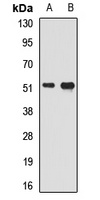 SMAD9 Rabbit Polyclonal Antibody