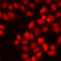 SMAD9 Rabbit Polyclonal Antibody