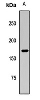 DOT1L Rabbit Polyclonal Antibody