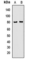 AMPD1 Antibody