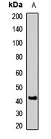 HSD3B1 Rabbit Polyclonal Antibody