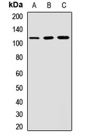 CD6 Antibody