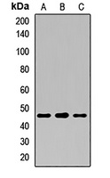 HLA-E Rabbit Polyclonal Antibody