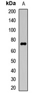 HRG Rabbit Polyclonal Antibody