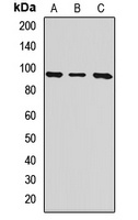 Integrin beta 8 Rabbit Polyclonal Antibody