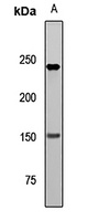 NEFH Rabbit Polyclonal Antibody