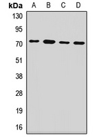 PCK2 Rabbit Polyclonal Antibody