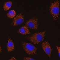 SAP97 Antibody