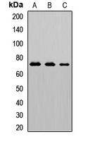 CD125 Antibody