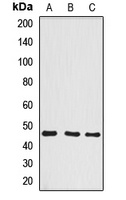 BCCIP Rabbit Polyclonal Antibody