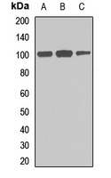Frabin Rabbit Polyclonal Antibody