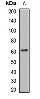 NP60 Antibody
