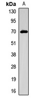 NIS Rabbit Polyclonal Antibody