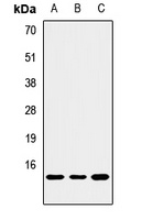 NOXA Antibody