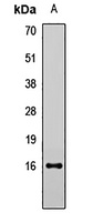 LCN1 Antibody