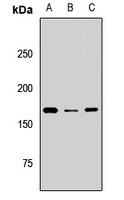 BAZ1B Rabbit Polyclonal Antibody