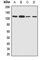 SAK Rabbit Polyclonal Antibody