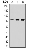 MFN1 Rabbit Polyclonal Antibody