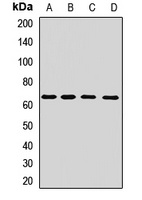 KIR3DS1 Rabbit Polyclonal Antibody