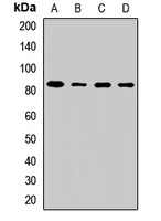 SUV3 Rabbit Polyclonal Antibody