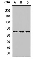 SOCS6 Antibody