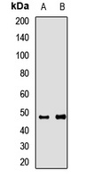 RagD Rabbit Polyclonal Antibody