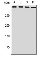 NSD1 Antibody