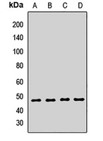 SETD7 Rabbit Polyclonal Antibody