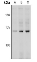 CD144 (Phospho-Y731) Rabbit Polyclonal Antibody