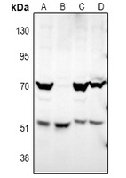 ATG4D Rabbit Polyclonal Antibody