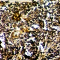 RPS15 Rabbit Polyclonal Antibody