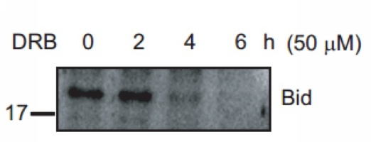 BID p11 Rabbit Polyclonal Antibody