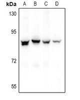 NOL10 Rabbit Polyclonal Antibody