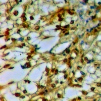 Caveolin 2 Rabbit Polyclonal Antibody