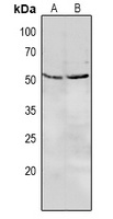 CD85e Rabbit Polyclonal Antibody