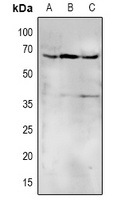 CD172a/b Antibody