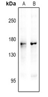 nNOS (Phospho-S1417) Rabbit Polyclonal Antibody