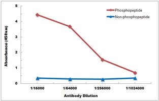 SMAD4 (Phospho-T276) Rabbit Polyclonal Antibody