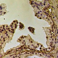 Caveolin 2 (Phospho-Y19) Rabbit Polyclonal Antibody