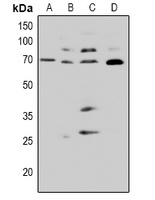 CDC25A (Phospho-S82) Rabbit Polyclonal Antibody