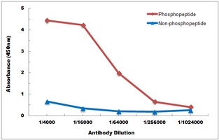 TBK1 (Phospho-S172) Antibody