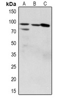 ZAK (Phospho-S165) Antibody