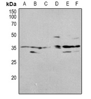 OTUB1 Antibody