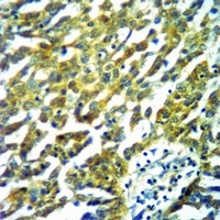 PTP1B Rabbit Polyclonal Antibody
