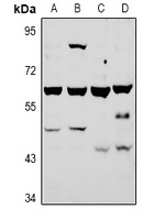 ATG4A Rabbit Polyclonal Antibody