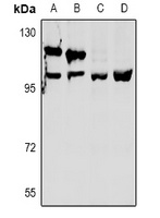 OXR1 Rabbit Polyclonal Antibody