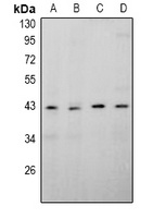 APOBEC4 Rabbit Polyclonal Antibody