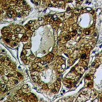 RAB18 Rabbit Polyclonal Antibody